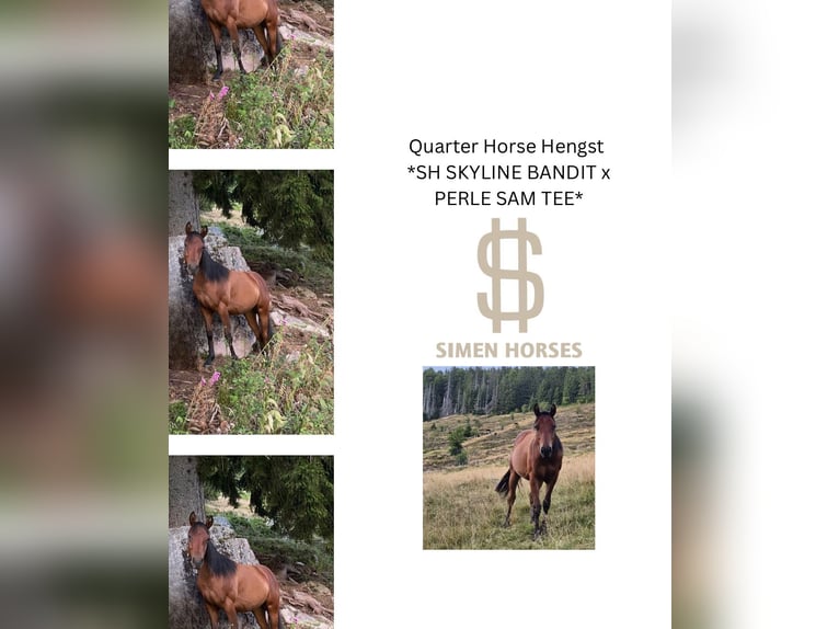 American Quarter Horse Stallion 2 years 15.1 hh Brown in Steinen