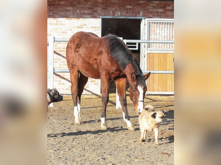 American Quarter Horse Stallion 2 years 15,1 hh Brown in Alfeld (Leine)