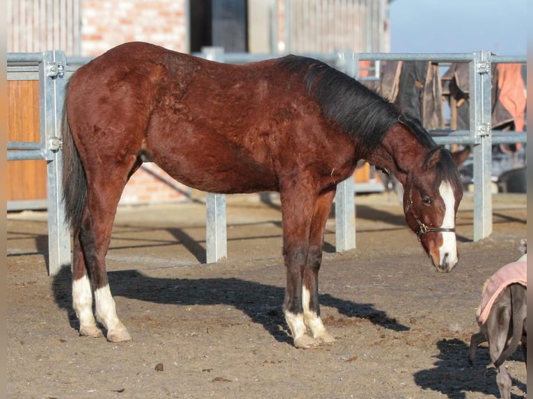 American Quarter Horse Stallion 2 years 15,1 hh Brown in Alfeld (Leine)