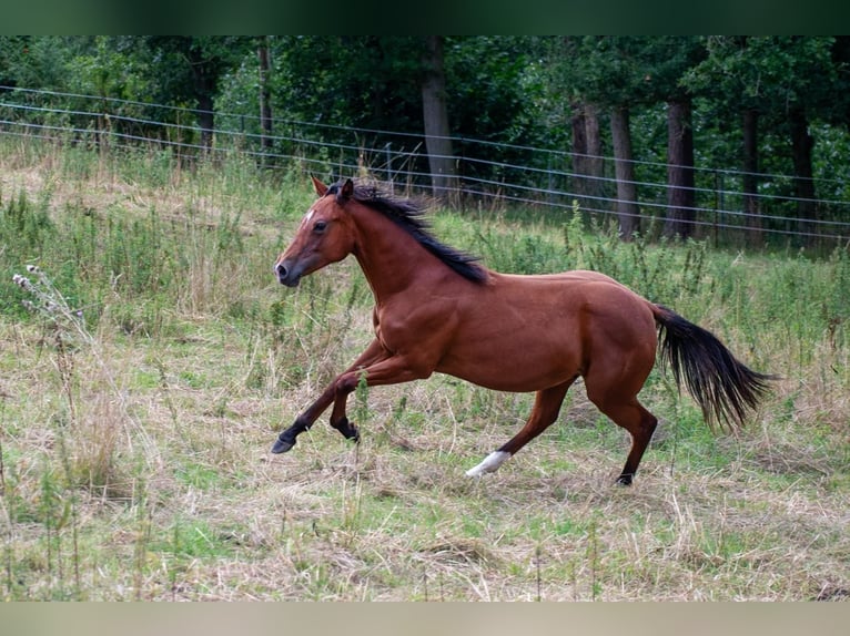 American Quarter Horse Stallion 2 years 15.1 hh Brown in Zeulenroda-Triebes
