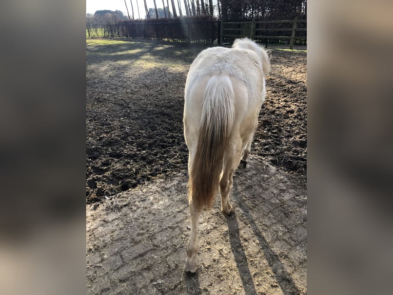 American Quarter Horse Stallion 2 years 15,1 hh Champagne in Zoersel