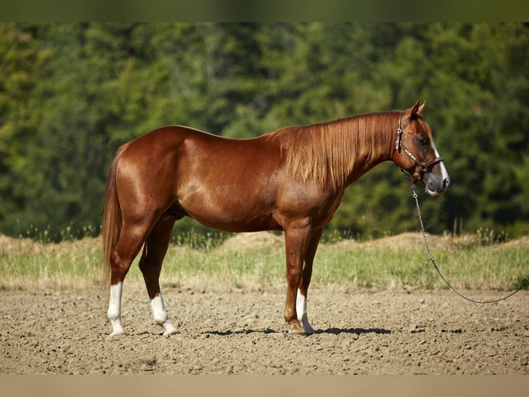 American Quarter Horse Stallion 2 years 15,1 hh Chestnut-Red in Berg bei Neumarkt in der Oberpfalz