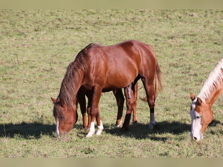 American Quarter Horse Stallion 2 years 15,1 hh Chestnut-Red in Büdingen