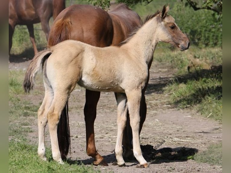 American Quarter Horse Stallion 2 years 15,1 hh Dun in Düsseldorf