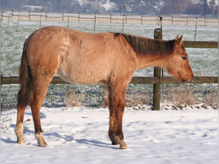 American Quarter Horse Stallion 2 years 15,1 hh Dun in Düsseldorf