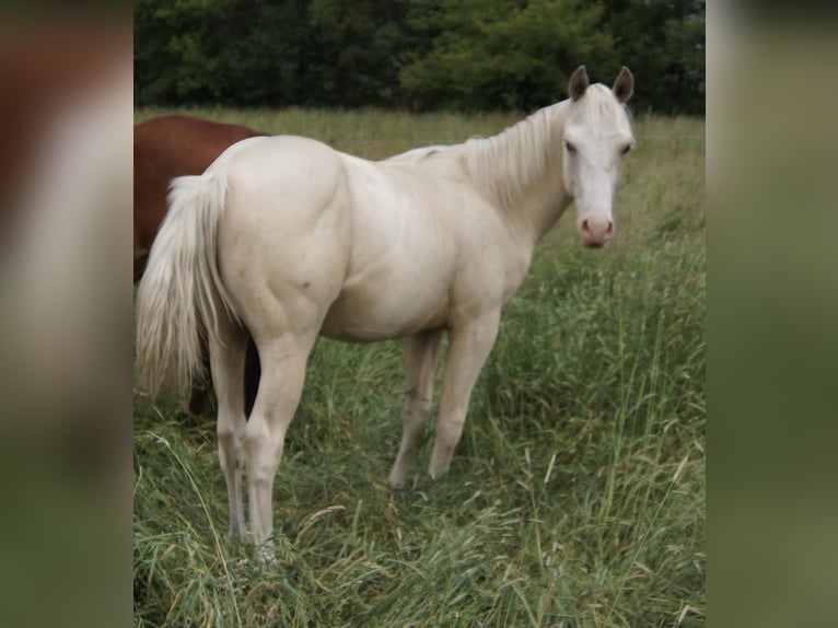 American Quarter Horse Stallion 2 years 15,1 hh Palomino in Treuenbrietzen