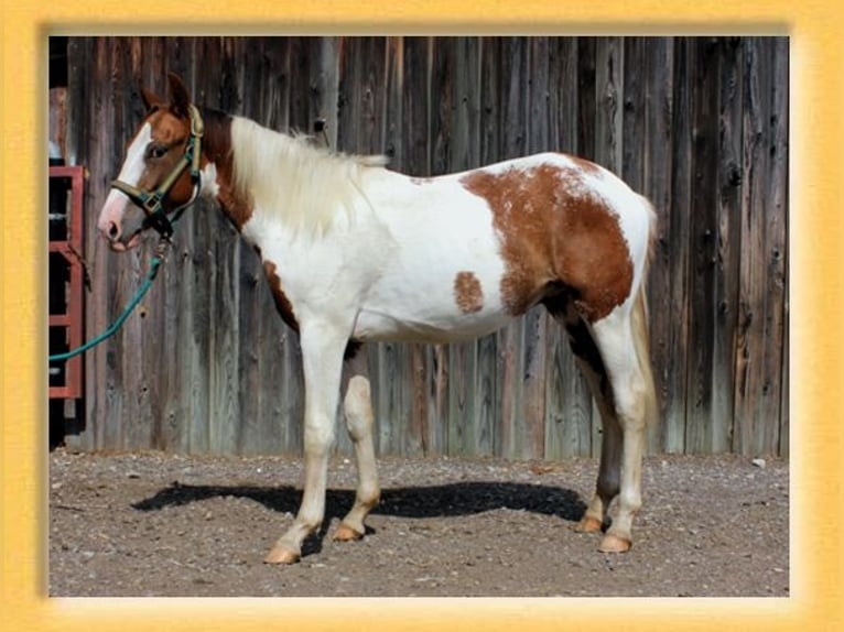 American Quarter Horse Mix Stallion 2 years 15,1 hh Pinto in Pfaffenhofen an der Roth