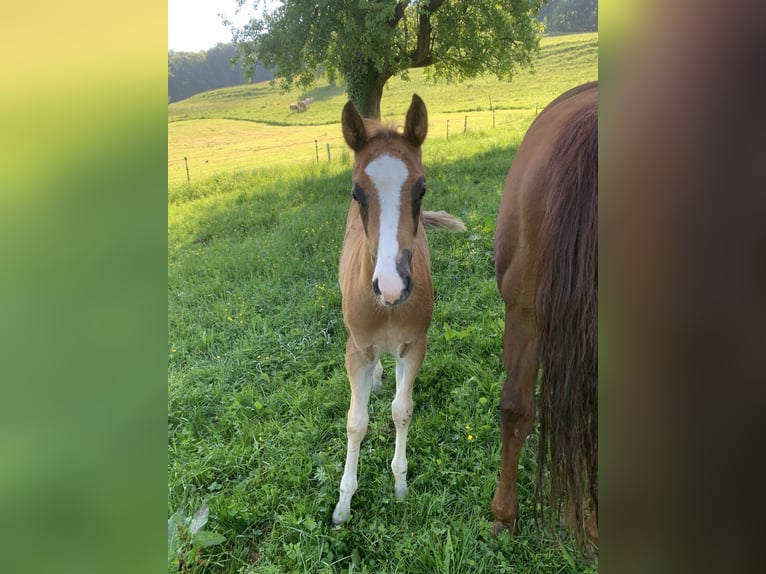 American Quarter Horse Stallion 2 years 15,1 hh Rabicano in Rohrdorf