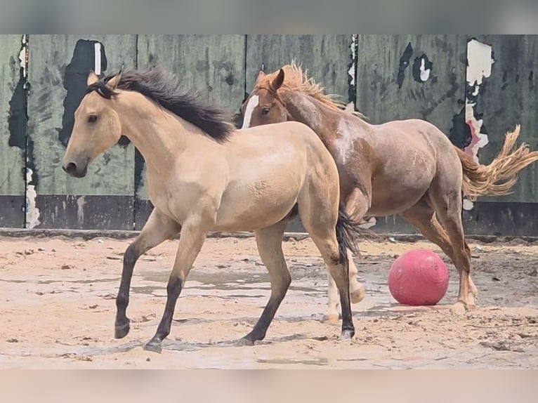 American Quarter Horse Stallion 2 years 15.2 hh Buckskin in Langenbach