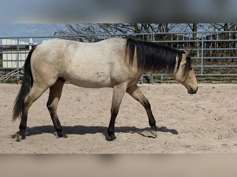 American Quarter Horse Stallion 2 years 15.2 hh Buckskin in Langenbach