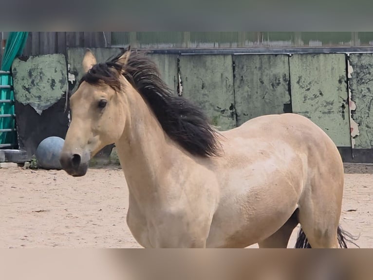 American Quarter Horse Stallion 2 years 15.2 hh Buckskin in Langenbach