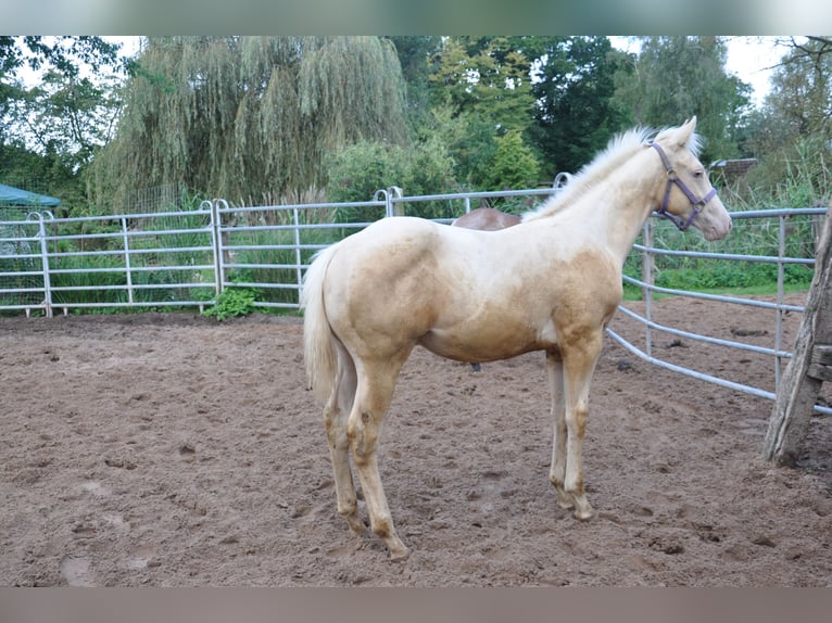 American Quarter Horse Stallion 2 years 15.2 hh Champagne in Bückeburg Evesen