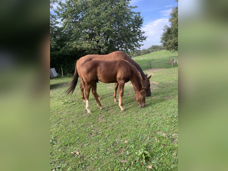 American Quarter Horse Stallion 2 years 15,2 hh Chestnut in Rohrdorf