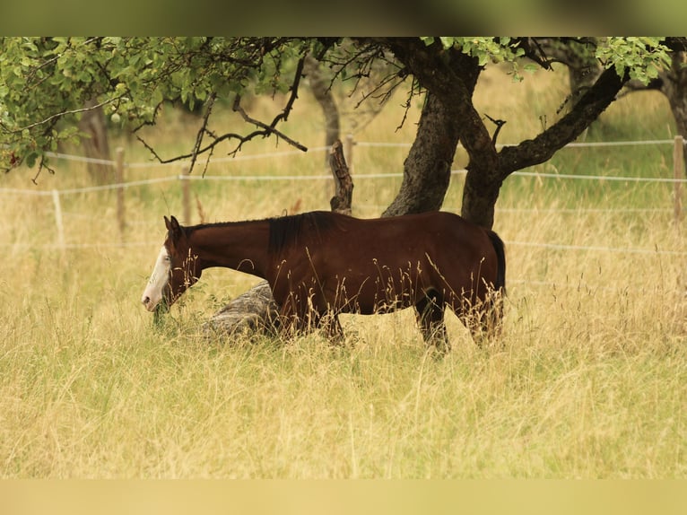 American Quarter Horse Stallion 2 years 15 hh Brown in Waldshut-Tiengen