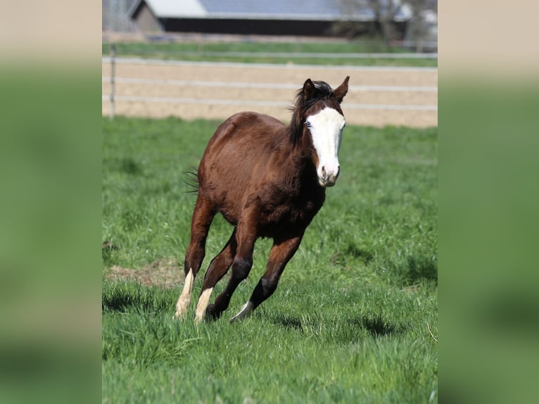 American Quarter Horse Stallion 2 years 15 hh Brown in Waldshut-Tiengen