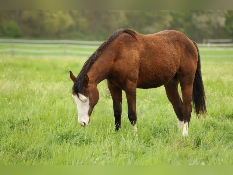 American Quarter Horse Stallion 2 years 15 hh Brown in Waldshut-Tiengen