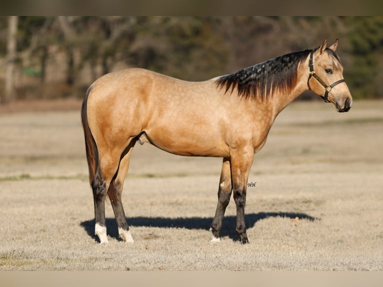American Quarter Horse Stallion 2 years 15 hh Buckskin in Whitesboro