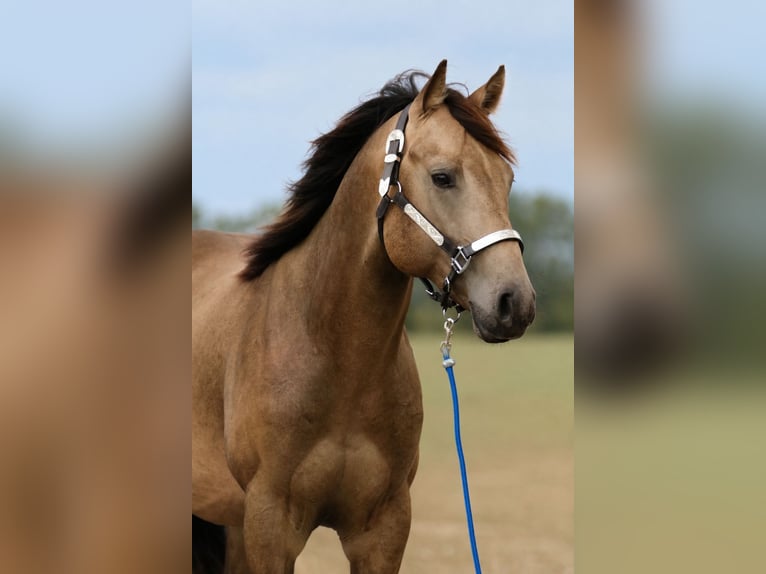 American Quarter Horse Stallion 2 years 15 hh Buckskin in Elmenhorst