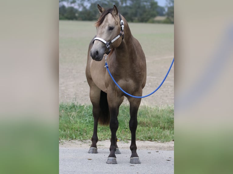 American Quarter Horse Stallion 2 years 15 hh Buckskin in Elmenhorst