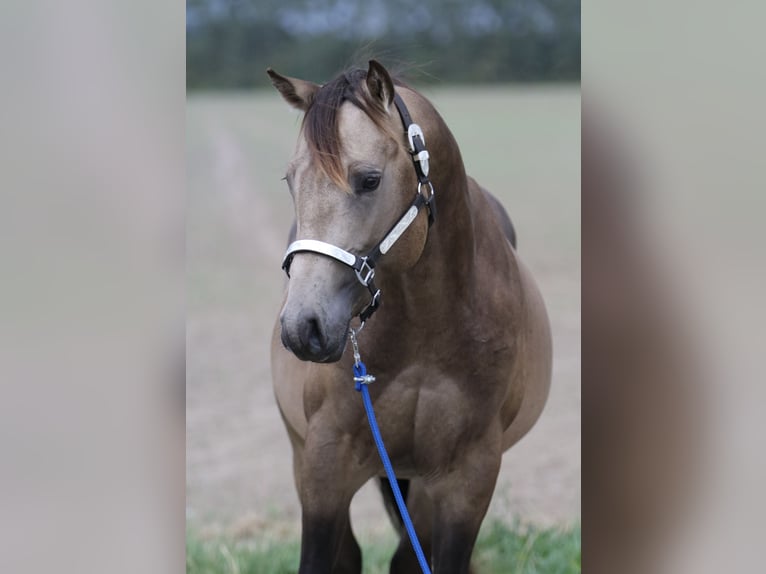 American Quarter Horse Stallion 2 years 15 hh Buckskin in Elmenhorst