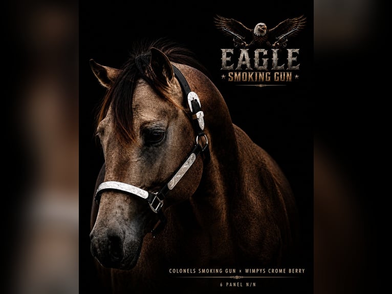 American Quarter Horse Stallion 2 years 15 hh Buckskin in Elmenhorst