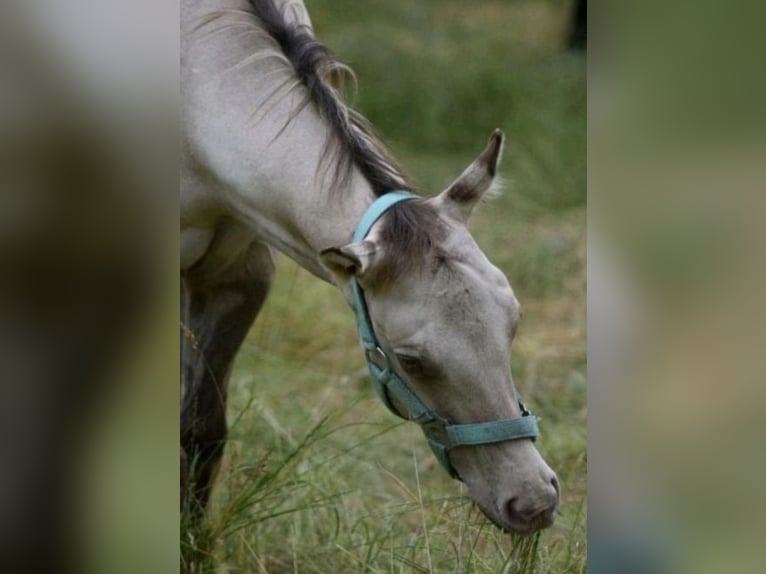 American Quarter Horse Stallion 2 years 15 hh Champagne in Fichtenau