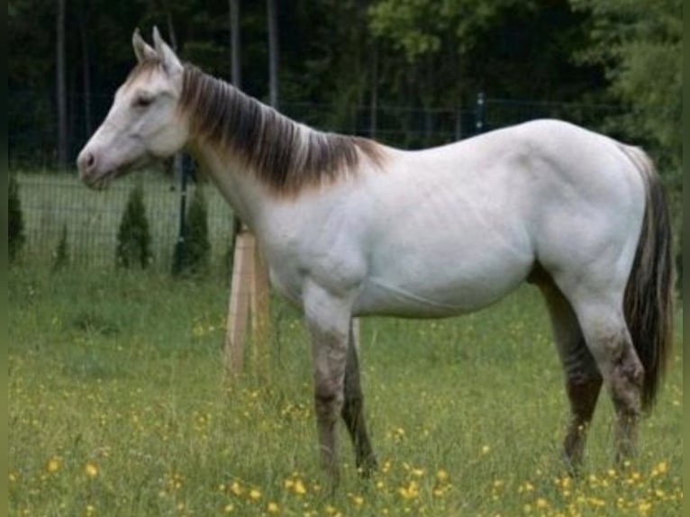 American Quarter Horse Stallion 2 years 15 hh Champagne in Fichtenau