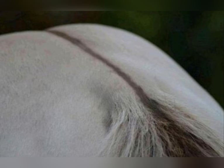 American Quarter Horse Stallion 2 years 15 hh Champagne in Fichtenau