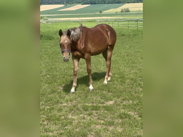 American Quarter Horse Stallion 2 years 15 hh Chestnut-Red in Alfeld (Leine)