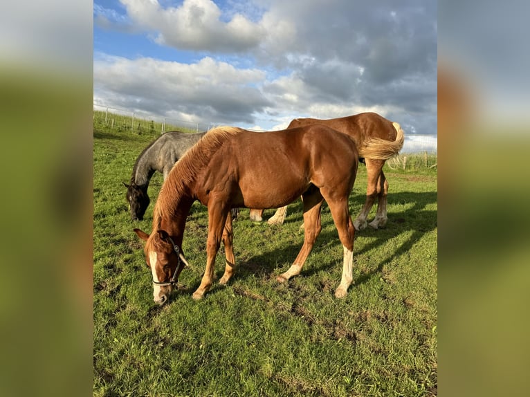 American Quarter Horse Stallion 2 years 15 hh Chestnut-Red in Daleiden