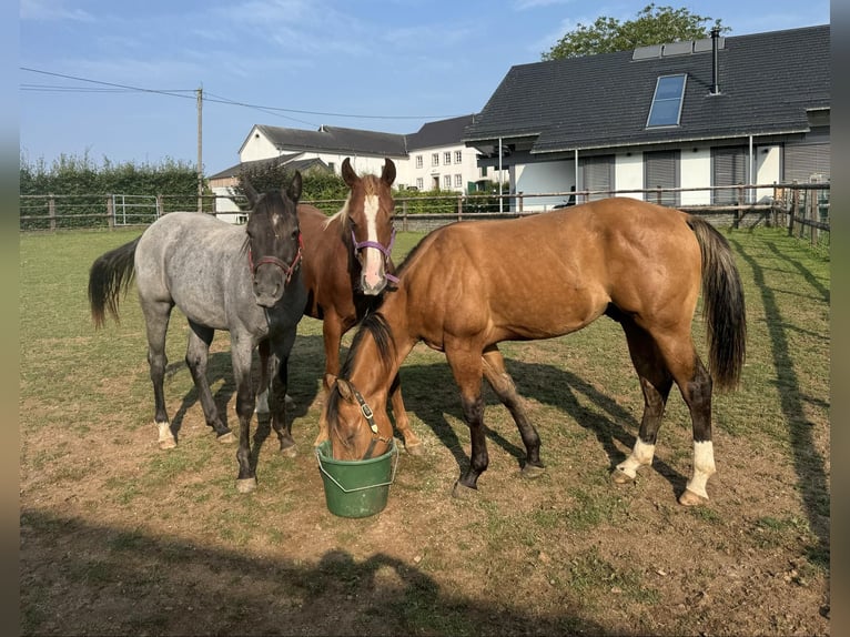 American Quarter Horse Stallion 2 years 15 hh Chestnut-Red in Daleiden