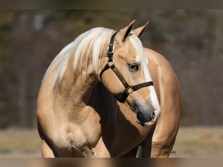 American Quarter Horse Stallion 2 years 15 hh Palomino in Whitesboro