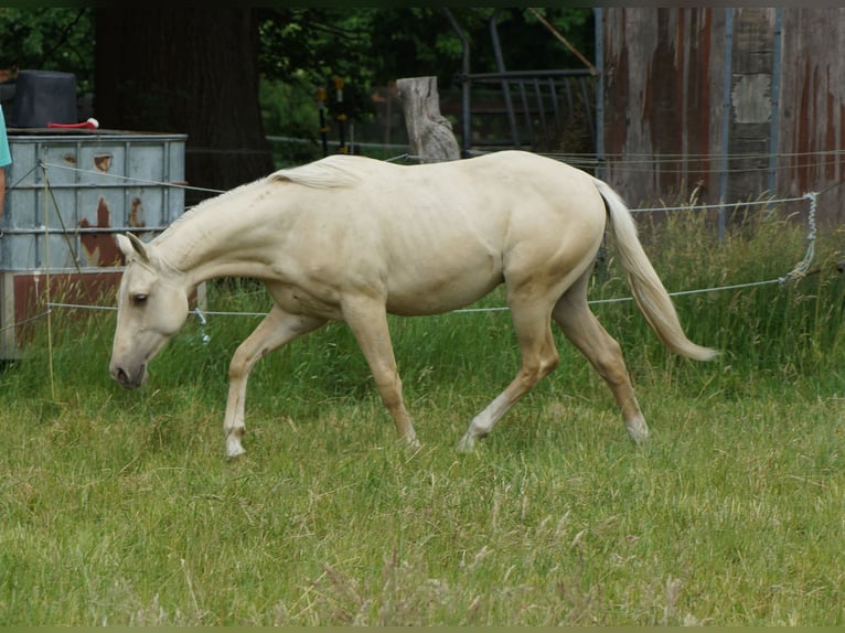 American Quarter Horse Stallion 2 years 15 hh Palomino in Linsburg