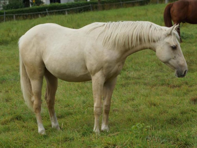 American Quarter Horse Stallion 2 years 15 hh Palomino in Linsburg