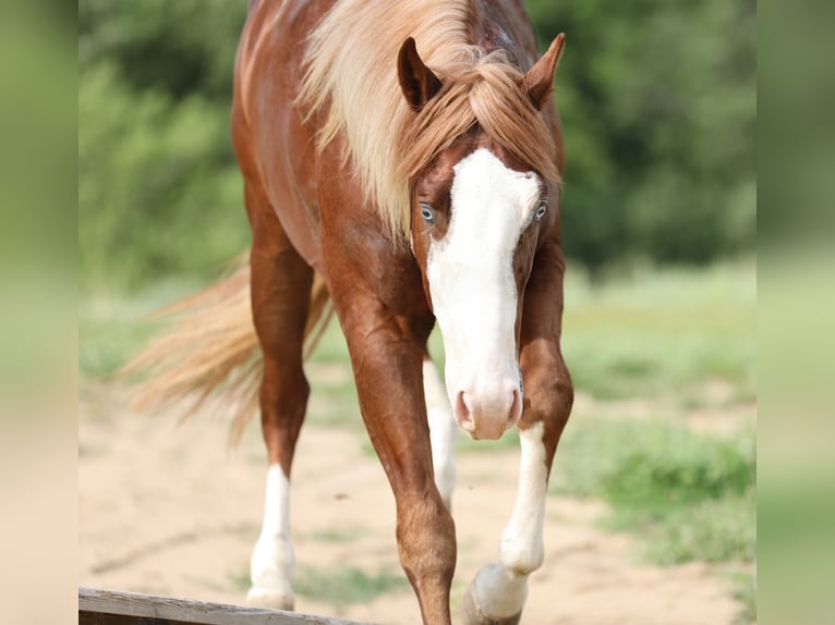 American Quarter Horse Stallion 2 years 15 hh in Bellevue