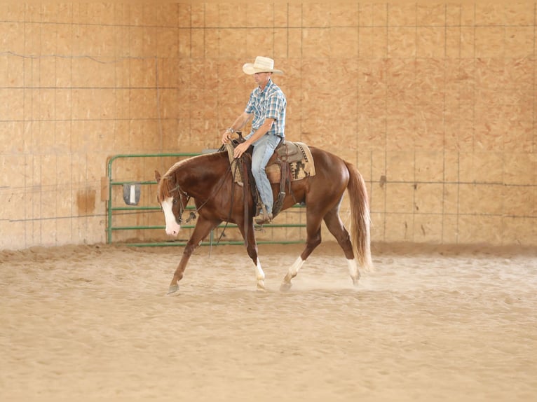 American Quarter Horse Stallion 2 years 15 hh in Bellevue