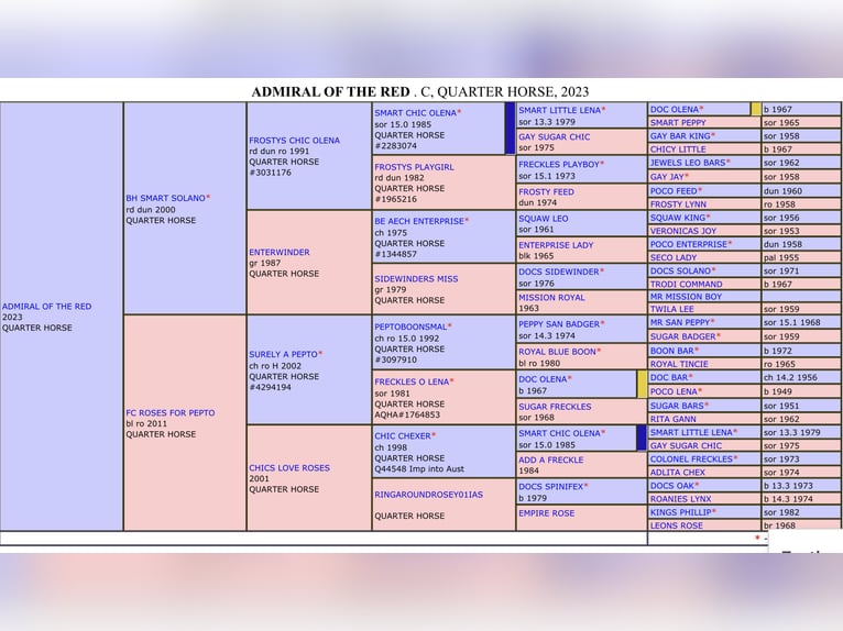 American Quarter Horse Stallion 2 years 15 hh Roan-Red in Rostock