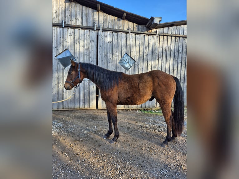 American Quarter Horse Stallion 2 years 15,1 hh Brown in Steinen