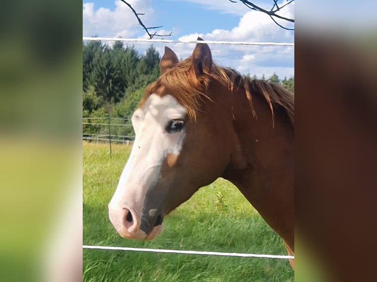 American Quarter Horse Stallion 2 years 15,1 hh Chestnut in Eberbach
