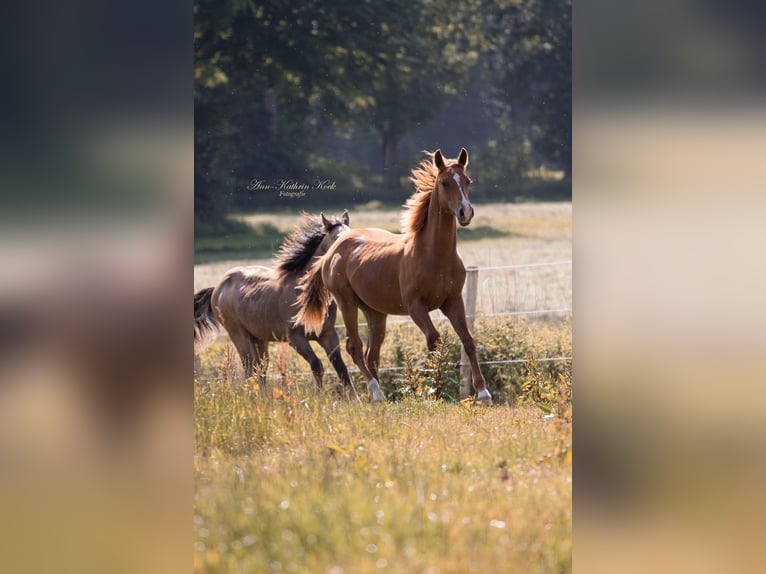 American Quarter Horse Stallion 2 years 15,1 hh Chestnut in Lahn