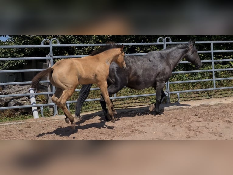 American Quarter Horse Stallion 2 years 15,2 hh Buckskin in Langenbach
