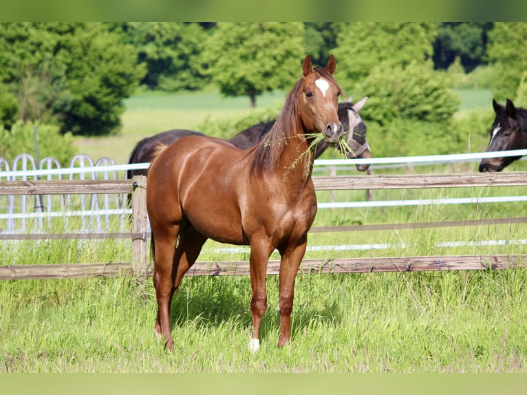American Quarter Horse Stallion 2 years 15,2 hh Chestnut-Red in Lemgo