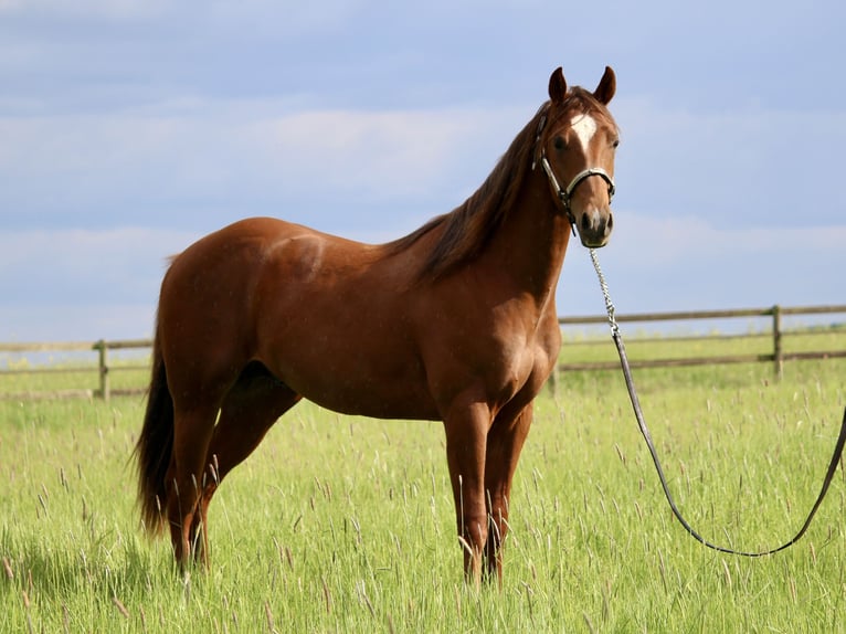 American Quarter Horse Stallion 2 years 15,2 hh Chestnut-Red in Lemgo