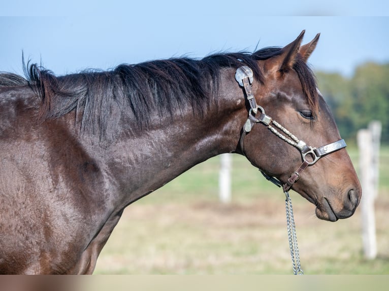 American Quarter Horse Stallion 2 years 16 hh Brown in Montigny Sur Avre