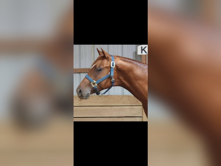 American Quarter Horse Stallion 2 years 16 hh Sorrel in Montpelier