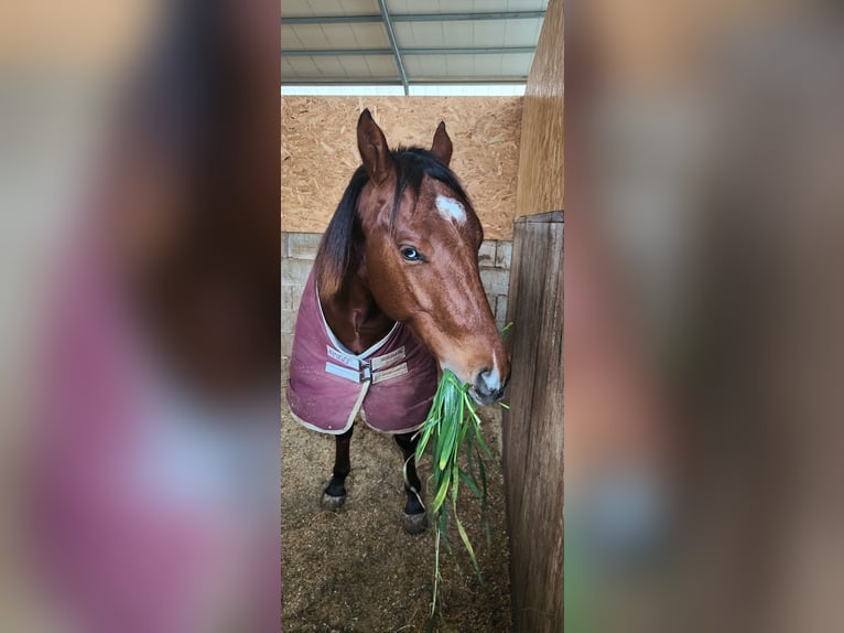 American Quarter Horse Stallion 2 years Brown in Casalincontrada American Quarter Horse Stallion 2 years Brown in Casalincontrada