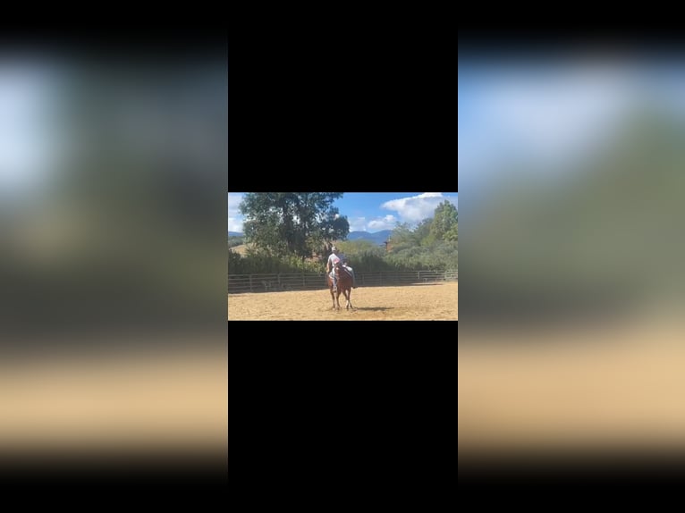 American Quarter Horse Stallion 2 years Brown in Casalincontrada American Quarter Horse Stallion 2 years Brown in Casalincontrada