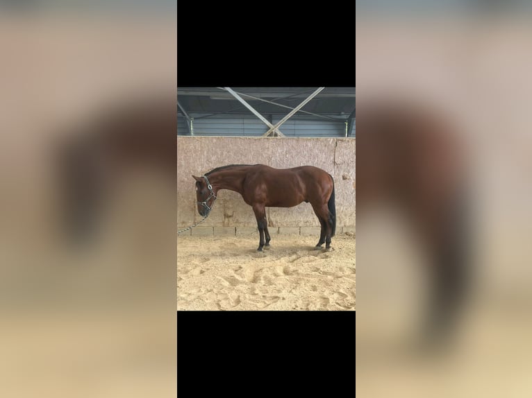 American Quarter Horse Stallion 2 years Brown in Casalincontrada American Quarter Horse Stallion 2 years Brown in Casalincontrada