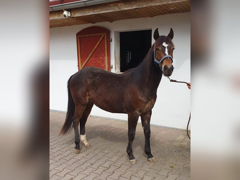 American Quarter Horse Stallion 2 years Brown in Hammersbach
