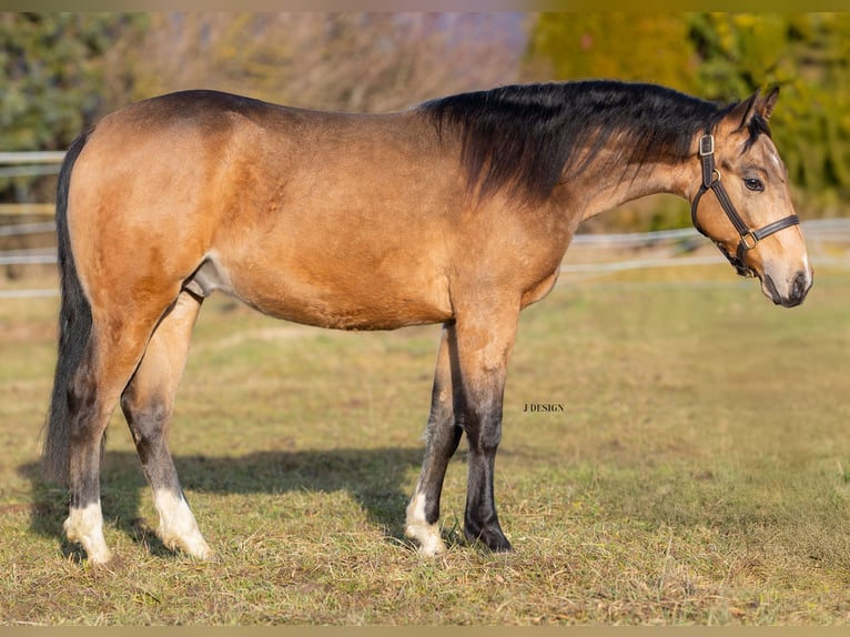 American Quarter Horse Stallion 2 years Buckskin in Balingen